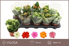 Kalanchoe Double Mix 10Ø 19cm