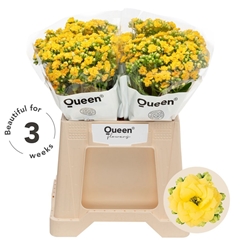 Kalanchoe Blazing Yellow Meadow 40cm