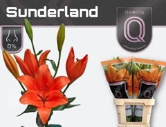 Lily La Sunderland 90cm 4+