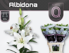 Lily La Albidona 90cm 5+