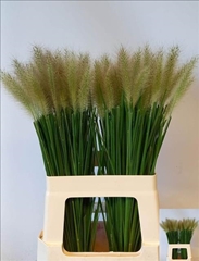 Pennisetum Blondie 65cm