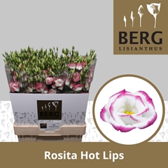 Eustoma Double Rosita Hot Lips 70cm