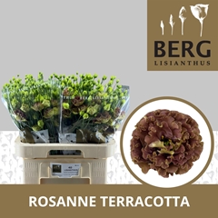 Eustoma Double Rosanne Terracotta 70cm