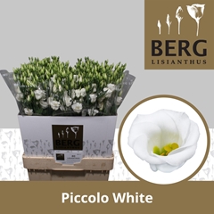 Eustoma Single Piccolo White 70cm