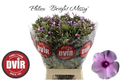 Phlox Bright Missy 70cm
