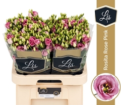 Eustoma Double Rosita Rose Pink 70cm