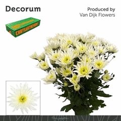 Chrysanth Spray Delianne White 70cm 100gr.