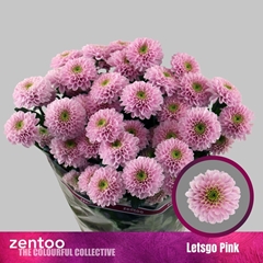 Chrysanth Spray Letsgo Pink 70cm 90gr.