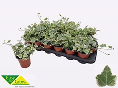 Hedera Helix White Wonder 9Ø 15cm
