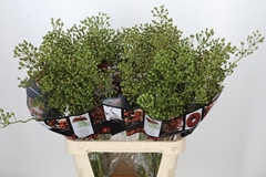 Rosa Autumn Rosefruits 90cm