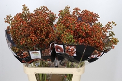Rosa Autumn Rosefruits 90cm