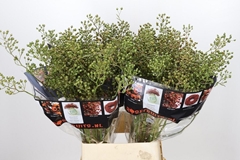 Rosa Autumn Rosefruits 100cm
