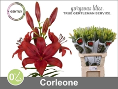 Lily La Corleone 90cm 5+