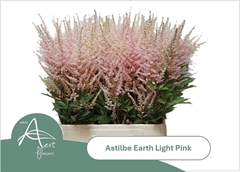 Astilbe Earth Light Pink 70cm