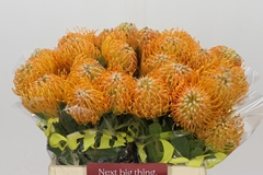 Leucospermum Soleil 40cm