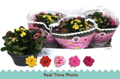 Kalanchoe Double Mix 23Ø 27cm
