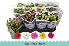 Kalanchoe Double Mix 9Ø 19cm