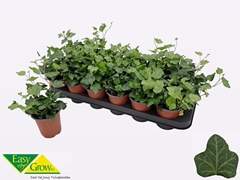 Hedera Helix Wonder 9Ø 15cm