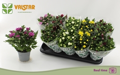 Chrysanth Mix 7 Colours 12Ø 25cm