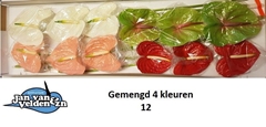 Anthurium Mix 4 Colours 13cm Hd