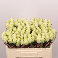 Rosa Athena 50cm