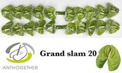 Anthurium Grand Slam 9cm Hd