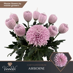 Chrysanht Single Airborn 70cm 110gr.