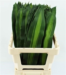 Dracaena Sanderiana 72cm