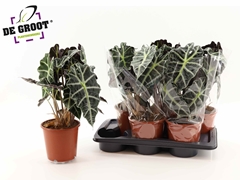 Alocasia Polly 17Ø 45cm