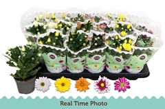 Chrysanth Mix 5 Colours 9Ø 22cm