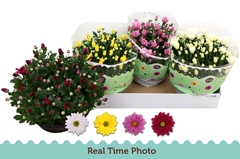 Chrysanth Mix 23Ø 25cm