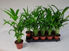 Dypsis Lutescens 12Ø 40cm