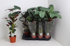 Ctenanthe Compactsta 14Ø 65cm