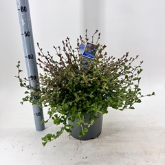 Ceratos Griffithii 23Ø 45cm