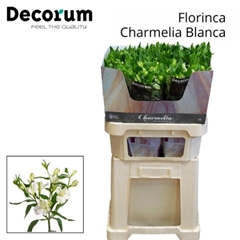 Alstroemeria Florinca Charmelia Blanca 75cm