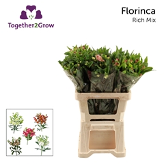 Alstroemeria Florinca Mix 60cm