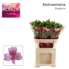 Alstroemeria Elegance 75cm 50gr.