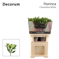 Alstroemeria Florinca Charmelia White 75cm