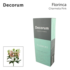 Alstroemeria Florinca Charmelia 75cm