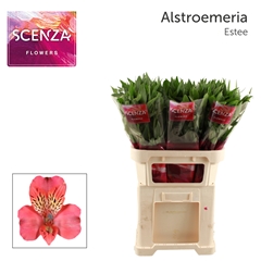 Alstroemeria Estee 75cm 55gr.