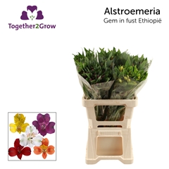 Alstroemeria Mix 60cm 40gr.