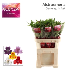 Alstroemeria Mix 75cm 55gr.
