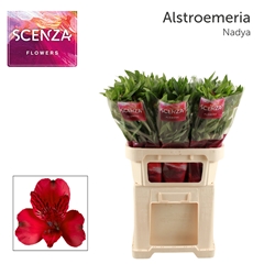Alstroemeria Nadya 75cm 50gr.