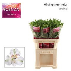 Alstroemeria Virginia 75cm 50gr.