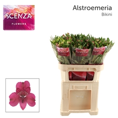 Alstroemeria Bikini 75cm 60gr.