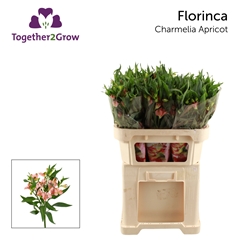Alstroemeria Florinca Charmelia Apricot 70cm