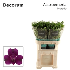 Alstroemeria Morado 75cm 70gr.
