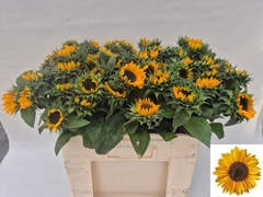 Helianthus Sonja 55cm
