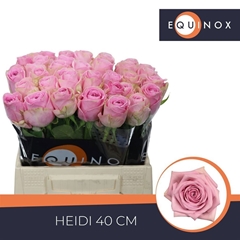 Rosa Heidi! 40cm