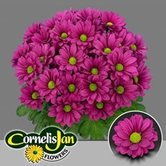 Chrysanth Spray Randall 70cm 90gr.